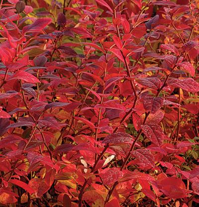 northern highbush blueberry